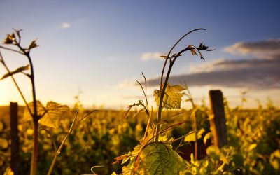 Viticultorii din Dobrogea trebuie despăgubiţi pentru culturile calamitate de secetă